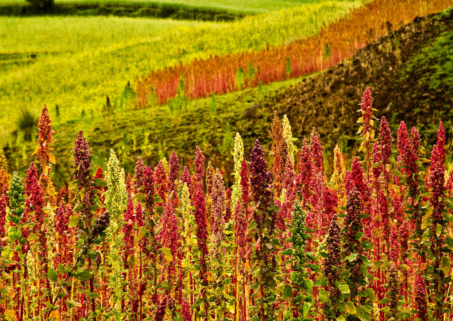 Red Quinoa - Ancient Whole Grain Seeds, Raw, Sproutable, Kosher, Vegan, Sirtfood, Bulk. Rich in Essential Amino Acids and Minerals. Quick-Cooking. Perfect for Salads