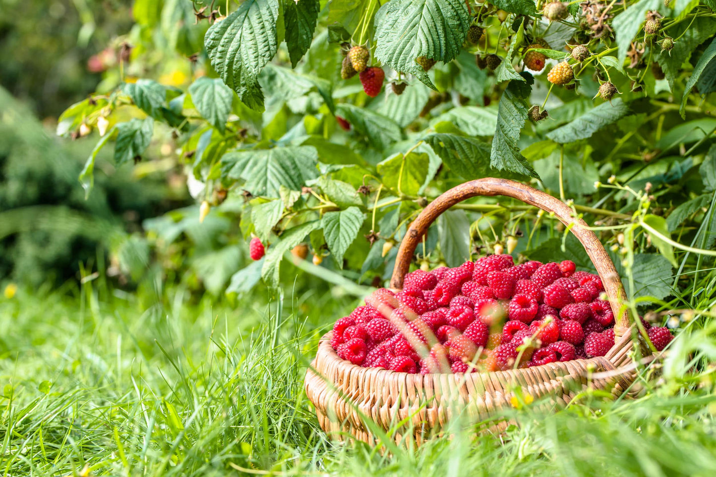 Organic Raspberry Powder - Non-GMO, Raw, Vegan Superfood, Bulk, Great for Juices, Drinks, and Smoothies - by Food to Live