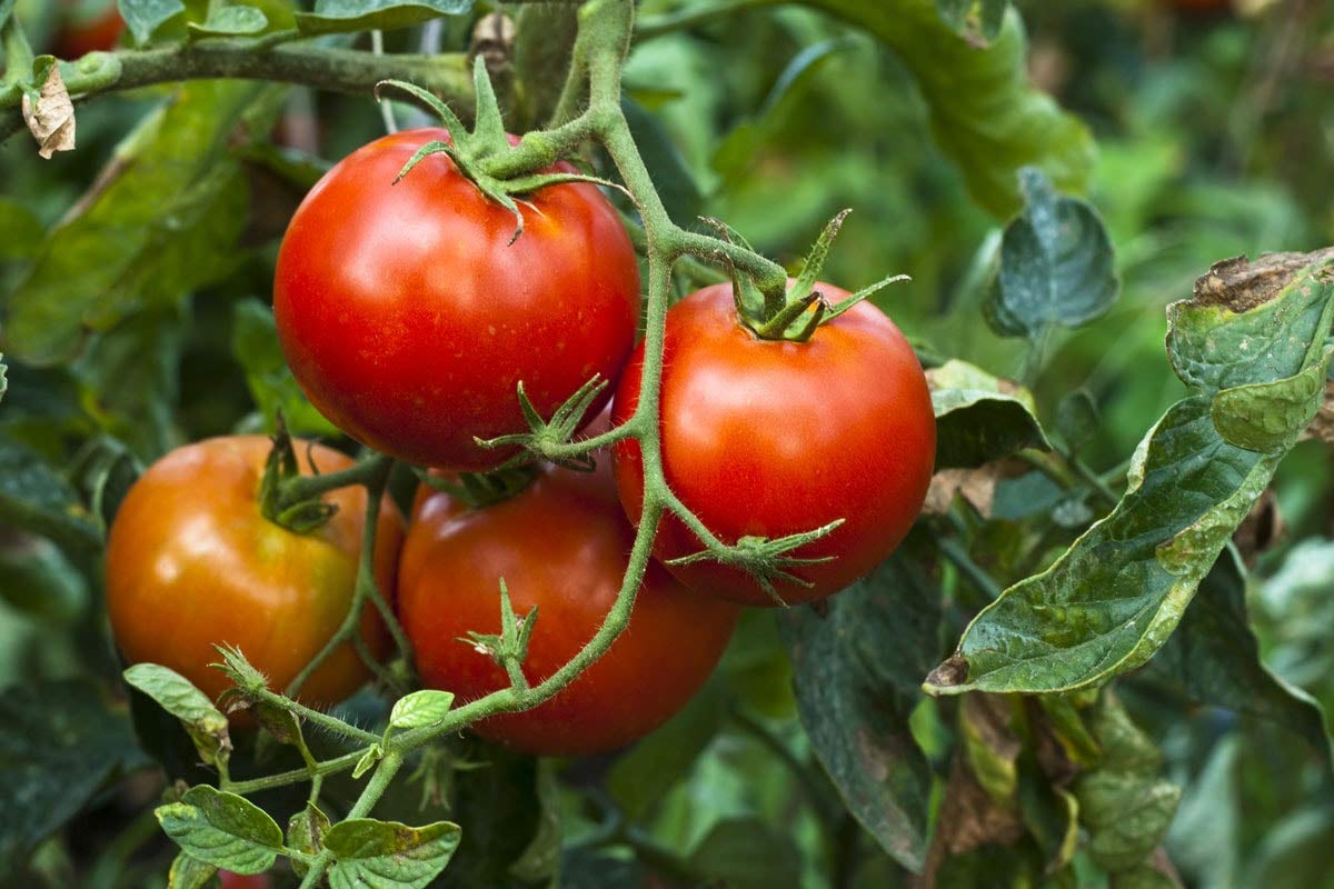 Organic Sun-Dried Tomatoes with Sea Salt - Salted, Non-GMO, Kosher, Raw, Vegan, Unsulfured, Bulk - by Food to Live
