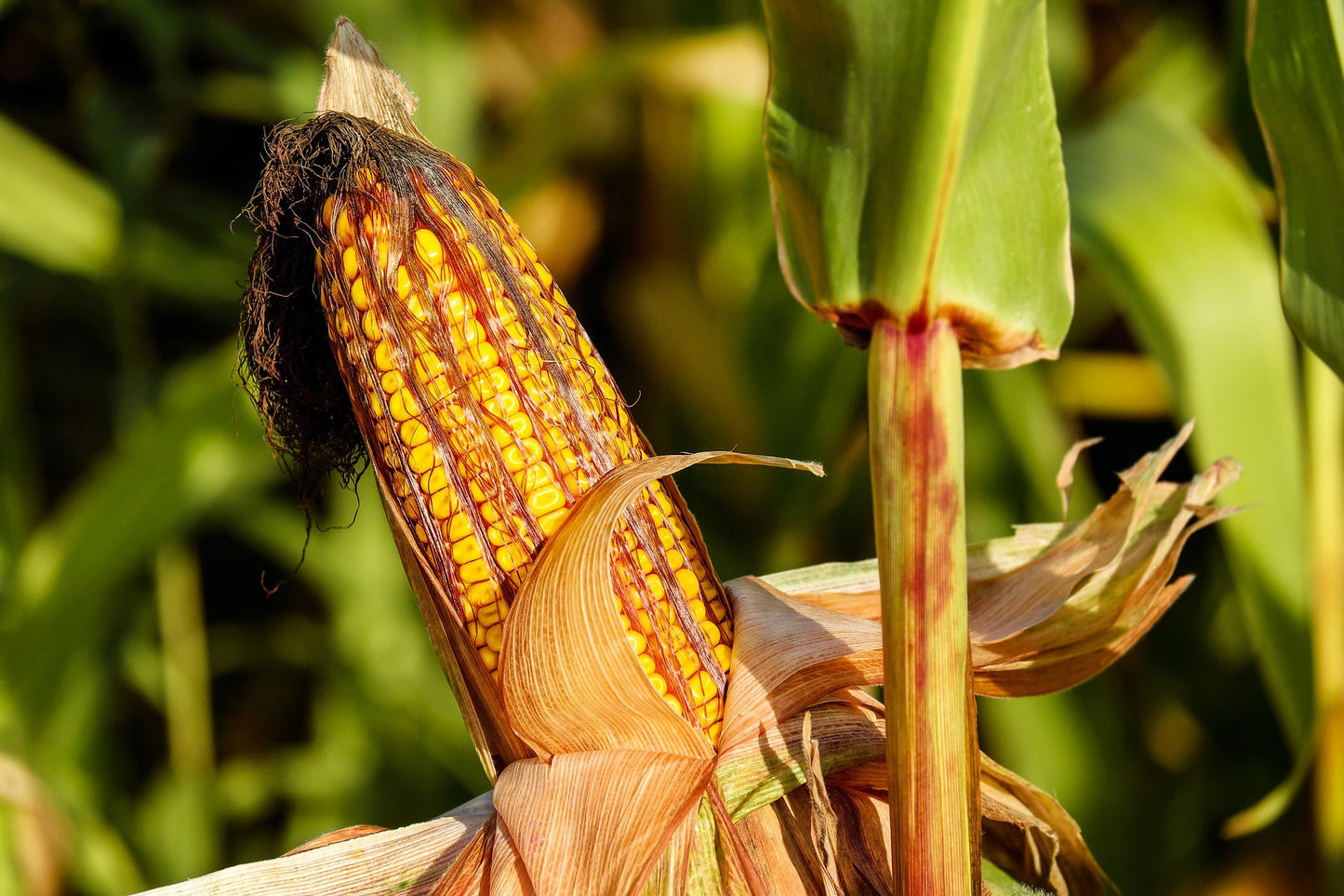 Super Sweet Corn Kernels – Freeze-Dried, Raw, Kosher, Vegan, Bulk. No Sugar Added. Great Crunchy Snack. High in Dietary Fiber, Vitamin C. Perfect for Salads, Soups, Taco, and Stews