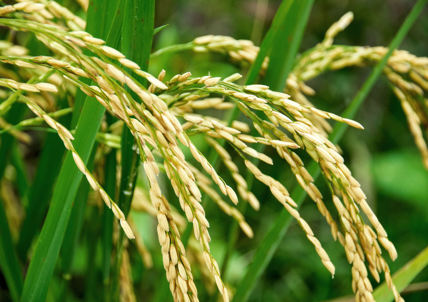 White Calrose Rice — Medium-Grain Rice, Soft and Sticky Texture, Vegan, Kosher, Bulk. Low in Fat. Great as a Side Dish. Perfect for Sushi, Poke, Asian and Mediterranean Meals