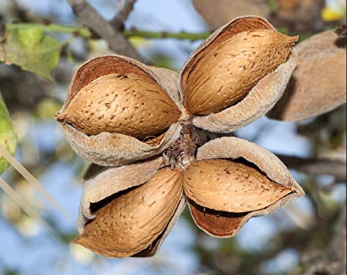 Blanched Almonds — Whole, Non-GMO Verified, Kosher, Raw, Vegan - by Food to Live