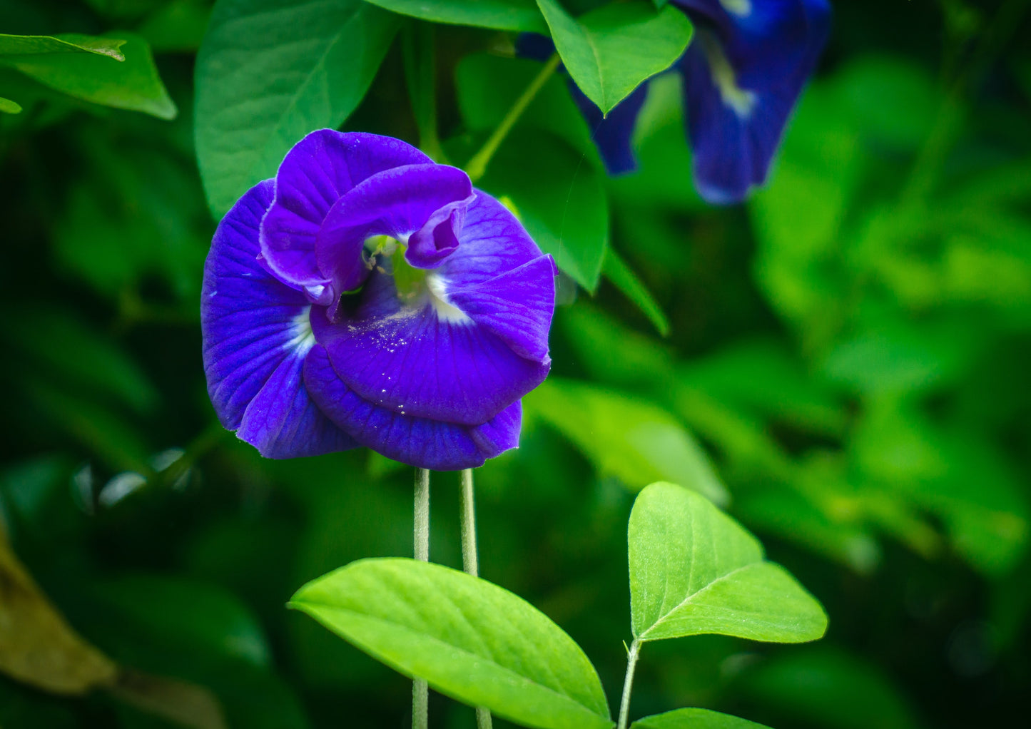 Organic Butterfly Pea Flower Powder — Non-GMO Blue Matcha, Pure, Vegan, Kosher, Ceremonial Grade, Adaptogenic Raw Culinary, Great for Tea, Smoothies, Drinks. Perfect as Food Coloring, Bulk