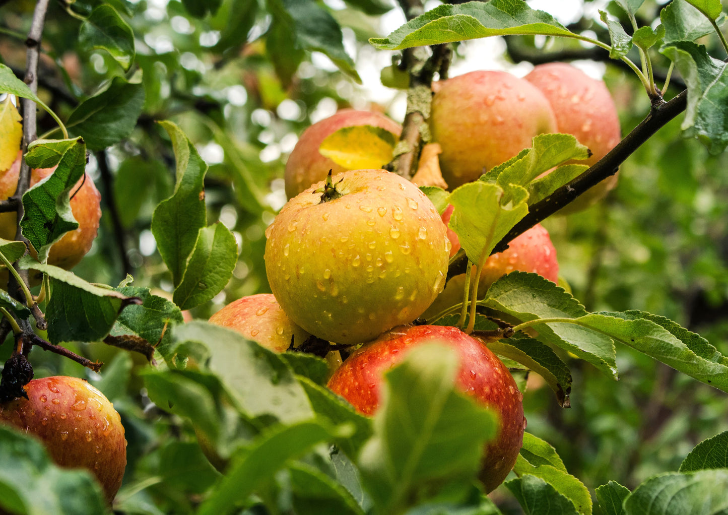 Organic Apple Powder - Non-GMO, Unsulfured, Made from Raw Dried Fruit, Vegan, Bulk, Great for Juices, Smoothies, Contains Maltodextrin, No Sulphites