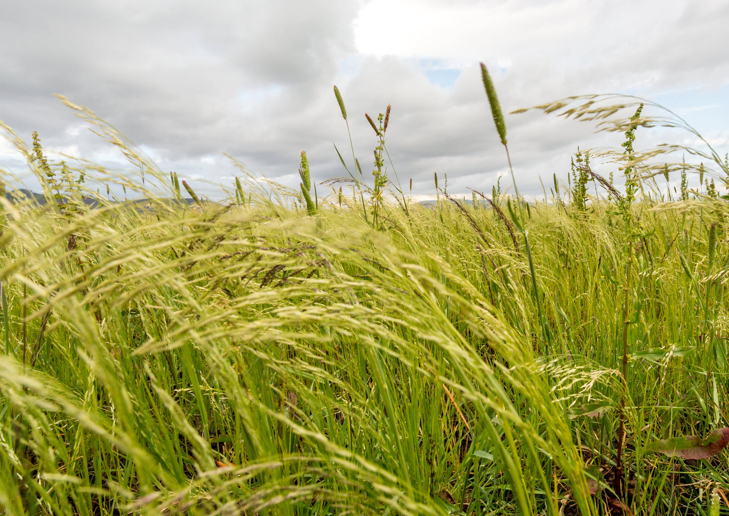 Organic Teff - Non-GMO, Vegan, Bulk - by Food to Live