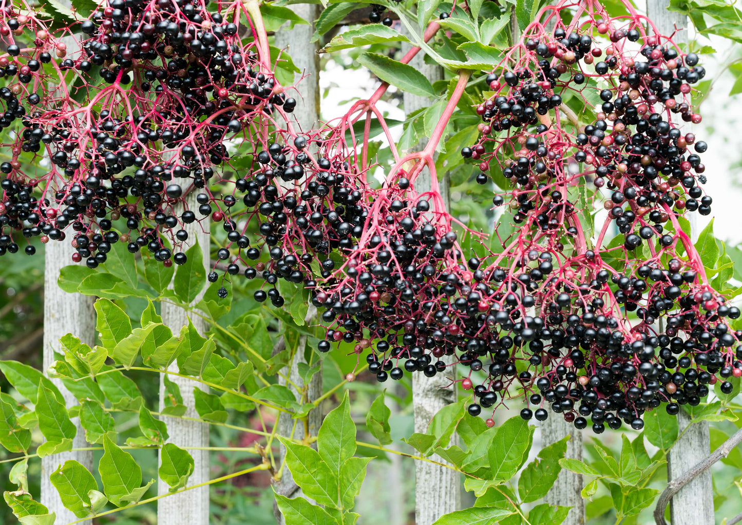 Black Elderberry Powder - Made from Raw Dried Berries, Unsulfured, Vegan, Bulk, Great for Baking, Juices, Smoothies, Yogurts, and Instant Breakfast Drinks, No Sulphites - by Food to Live