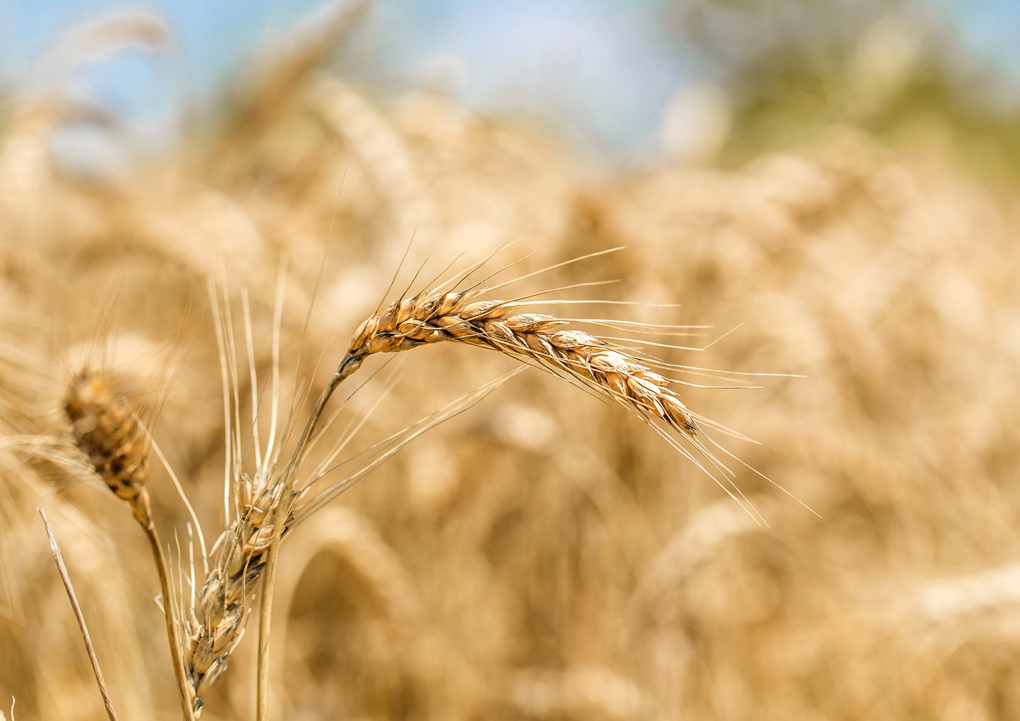 Organic Cracked Freekeh — Whole Grain, Non-GMO, Vegan, Roasted Green Wheat, Healthy Ancient Supergrain Farik, Bulk - by Food to Live