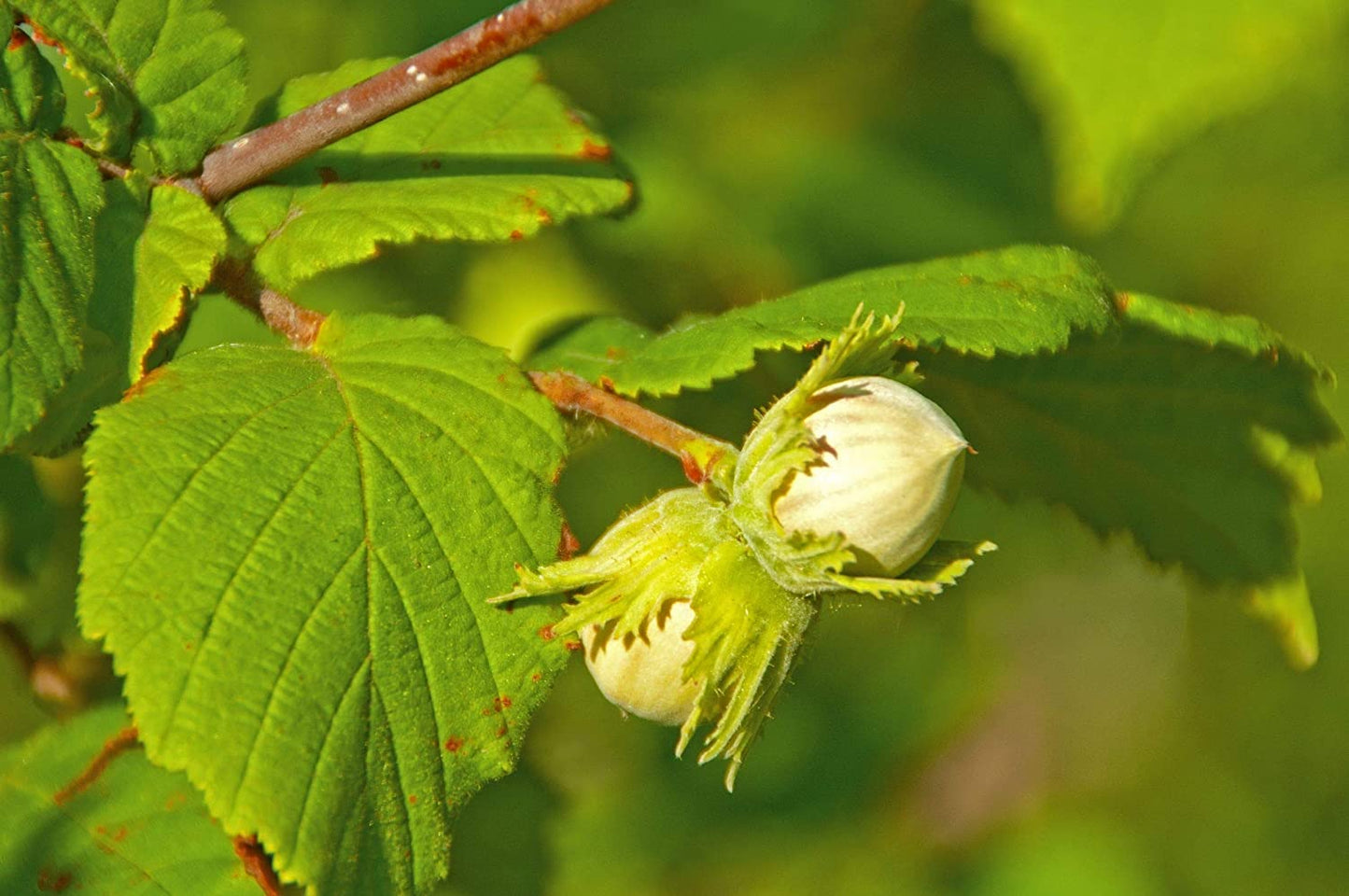 Organic Hazelnuts / Filberts - Non-GMO, Kosher, Raw, No Shell, Bulk - by Food to Live