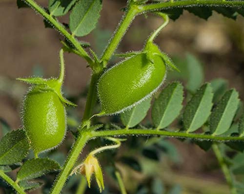 Green Lentil Whole — Non-GMO Verified, Kosher, Bulk - by Food to Live