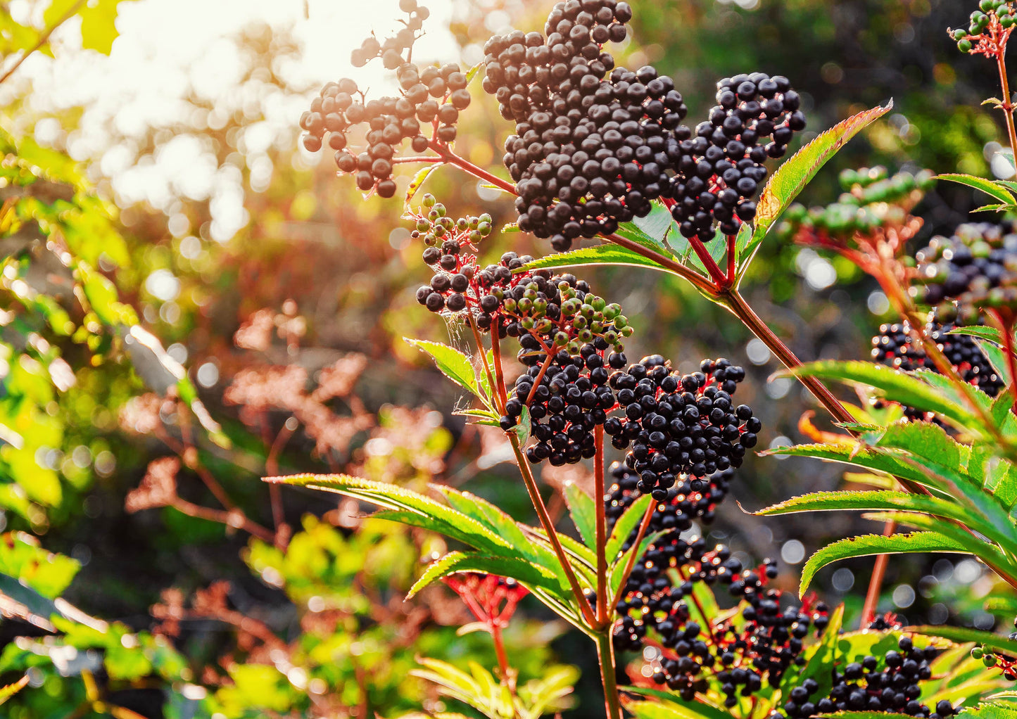 Organic Elderberries - Non-GMO, Kosher, Raw, Vegan, Bulk - by Food to Live