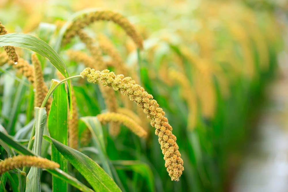 Organic Hulled Millet — Whole Grain Seeds, Non-GMO, Kosher, Raw, Bulk, Product of the USA - by Food to Live