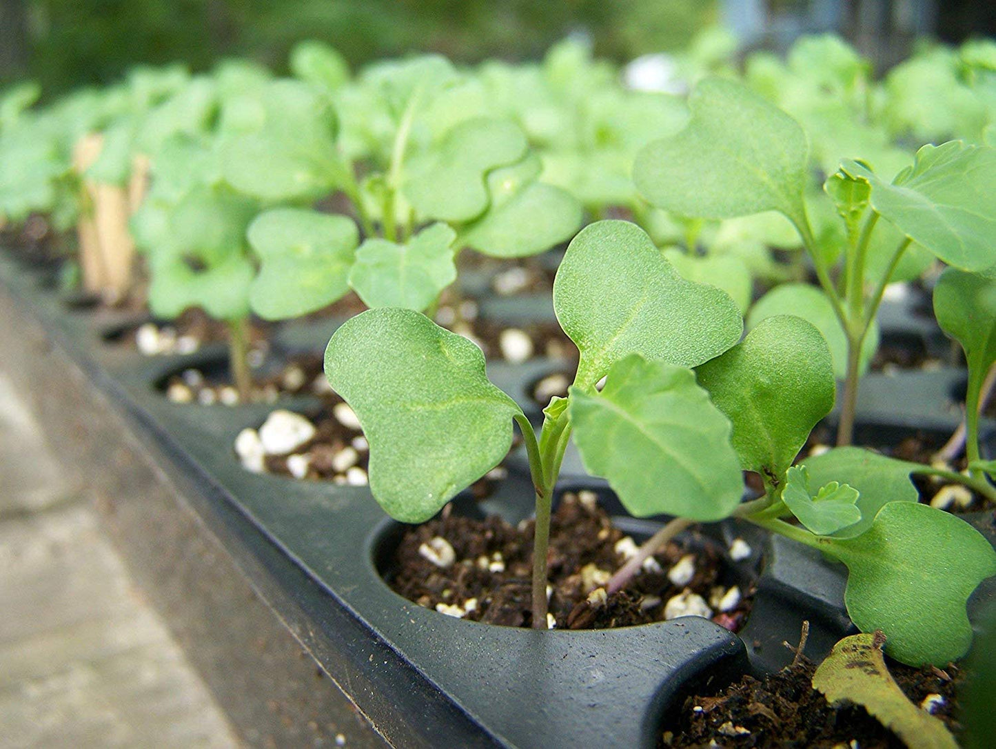 Organic Broccoli Seeds for Sprouting - Non GMO, Vegan, Kosher, Sirtfood, Good Source of Sulforaphane, Grow Your Own Sprouts and Microgreens at Home in Jars or Seeds Sprouters, High Germination Rate