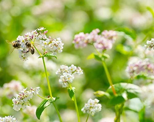 Organic Buckwheat Groats - Hulled, Non-GMO, Kosher, Raw, Vegan, Sirtfood, Bulk - by Food to Live