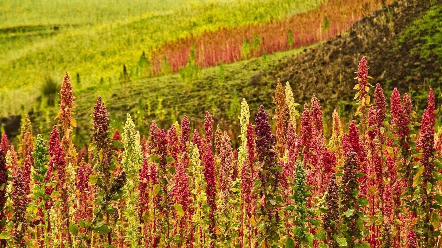 Organic Red Quinoa - Non-GMO, Kosher, Raw, Vegan, Sirtfood - by Food to Live