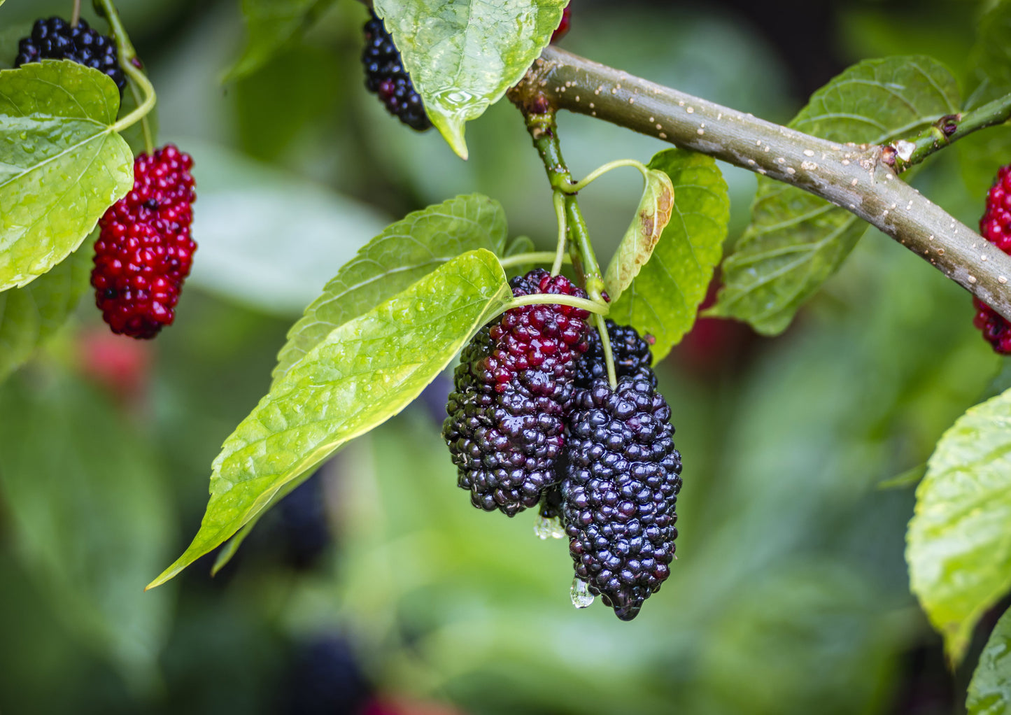 Organic Dried Black Mulberries – Non-GMO, Raw Fruit, Unsulfured, Unsweetened, Vegan, Bulk. Great for Snacking, Desserts, and Granola