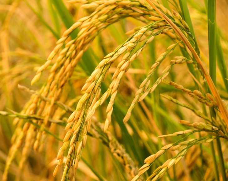 Organic Long Grain Brown Rice — Non-GMO, Raw, Non-Irradiated, Kosher, Vegan, Bulk - by Food to Live