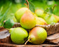 Organic Pears — California Sun-Dried Pear Halves, Non-GMO, Unsulfured, Unsweetened, Non-Infused, Vegan, Raw, Bulk - by Food to Live